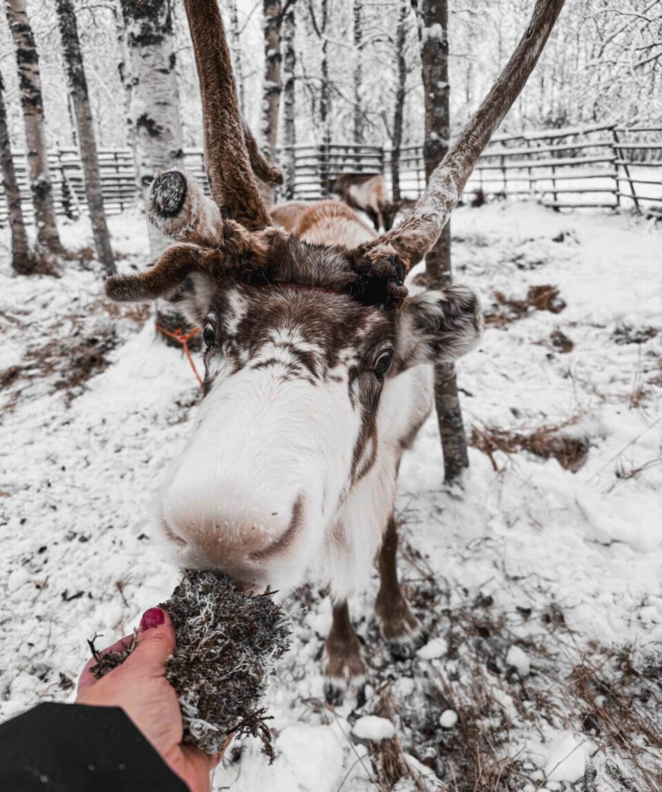 Reindeer Farm Visit with Sledge Ride