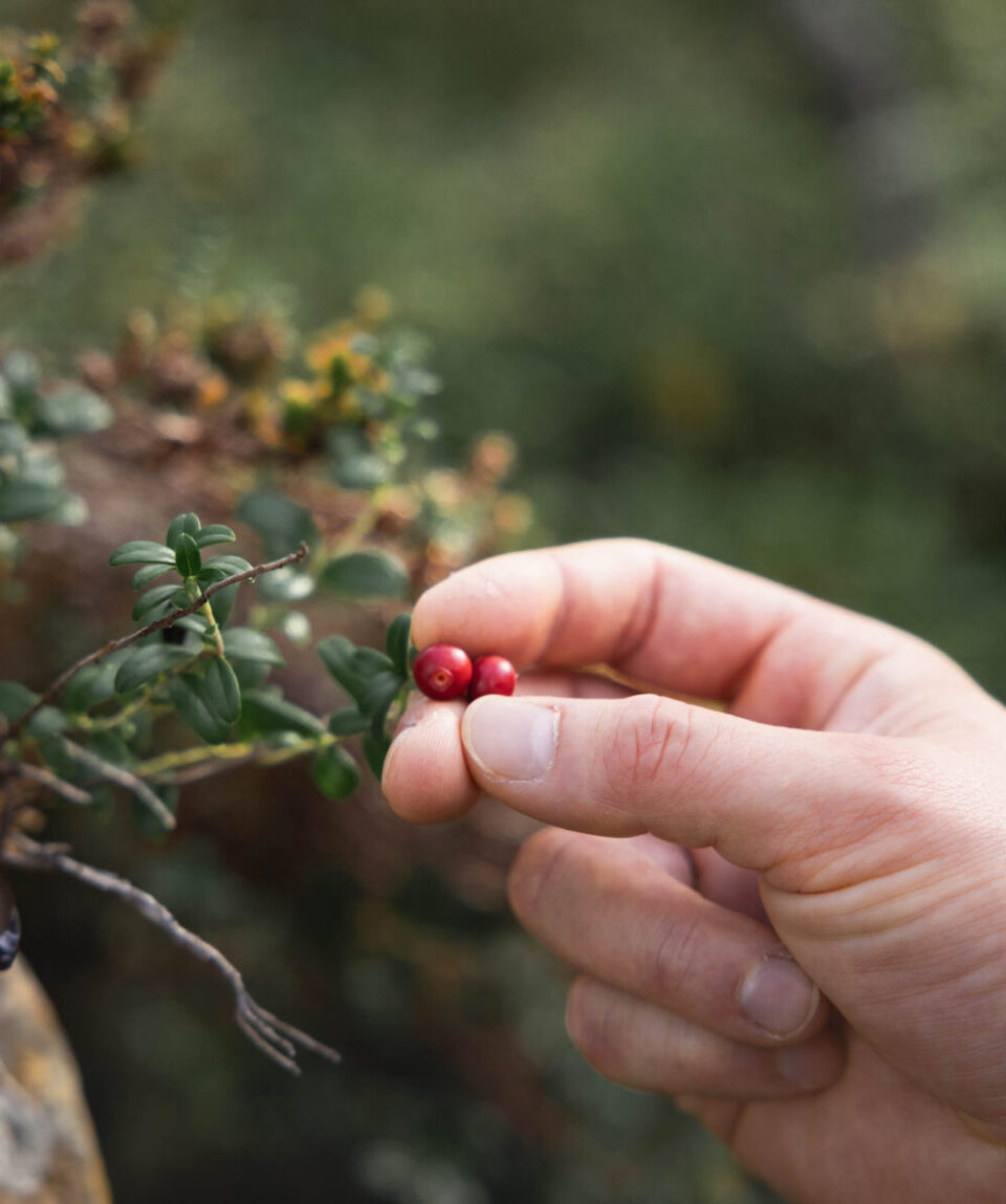 0011 20240805 Reindeer Manor Levi Katkavaara Hikeing Autumn 2024 Canon R5 _B2A2629 Web Res