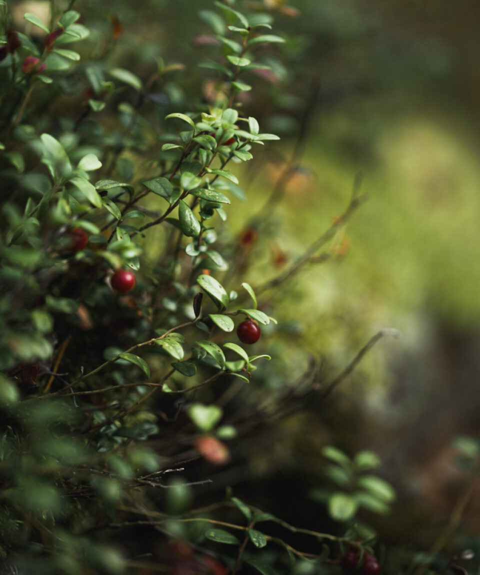 0028 20220921 Octola Nature Autumn GFX100s DSCF2571 Web Res