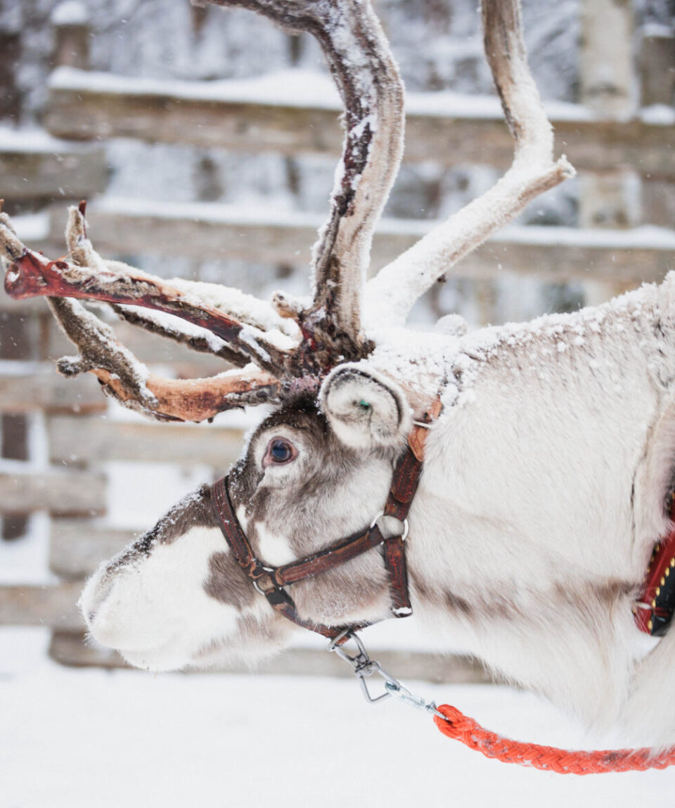 Husky and Reindeer Farm Tour