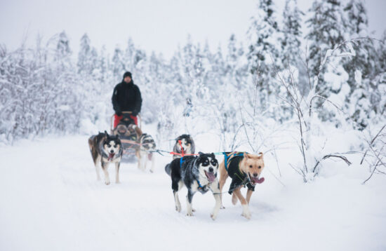 Husky Long Trail Adventure in Rovaniemi, Husky tour, Rovaniemi, Husky safari, Husky ride, Husky Sleigh ride, levi, lapland