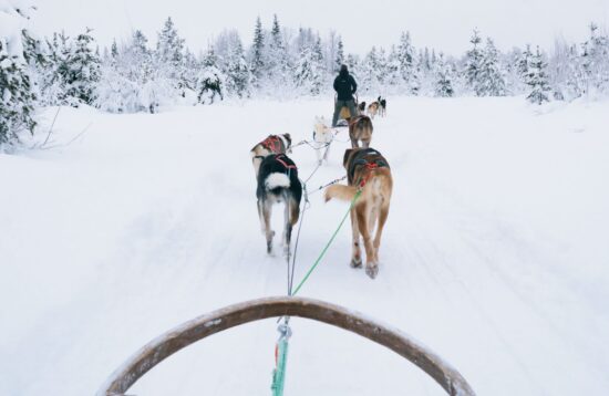 Self-Driving Husky Sledging Tour, Husky tour, Rovaniemi, Husky safari, Husky ride, Husky Sleigh ride, levi, lapland