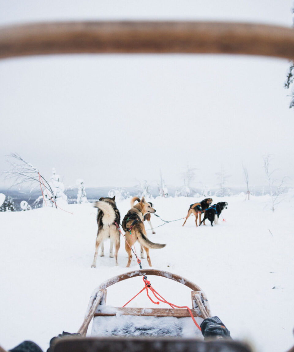 2-Husky-Long-Trail-Safari-3