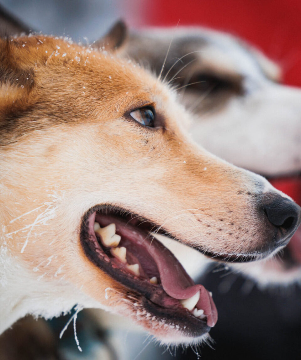 Highlights-by-Snowmobile10