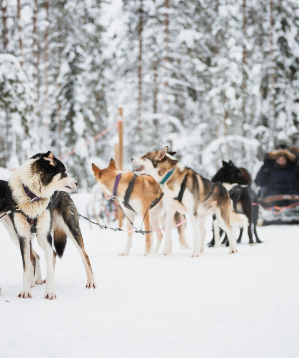 Highlights-Rovaniemi5