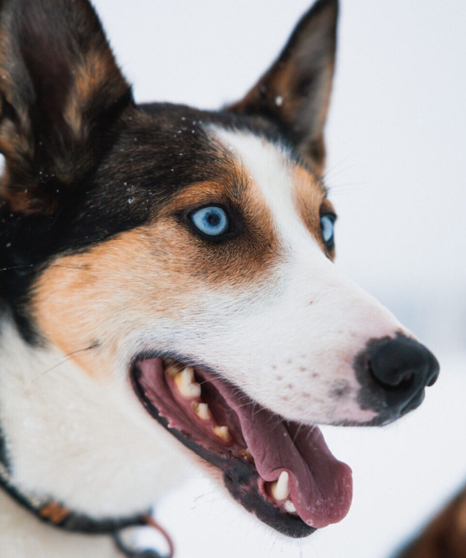 Husky-Long-Trail-Safari-1