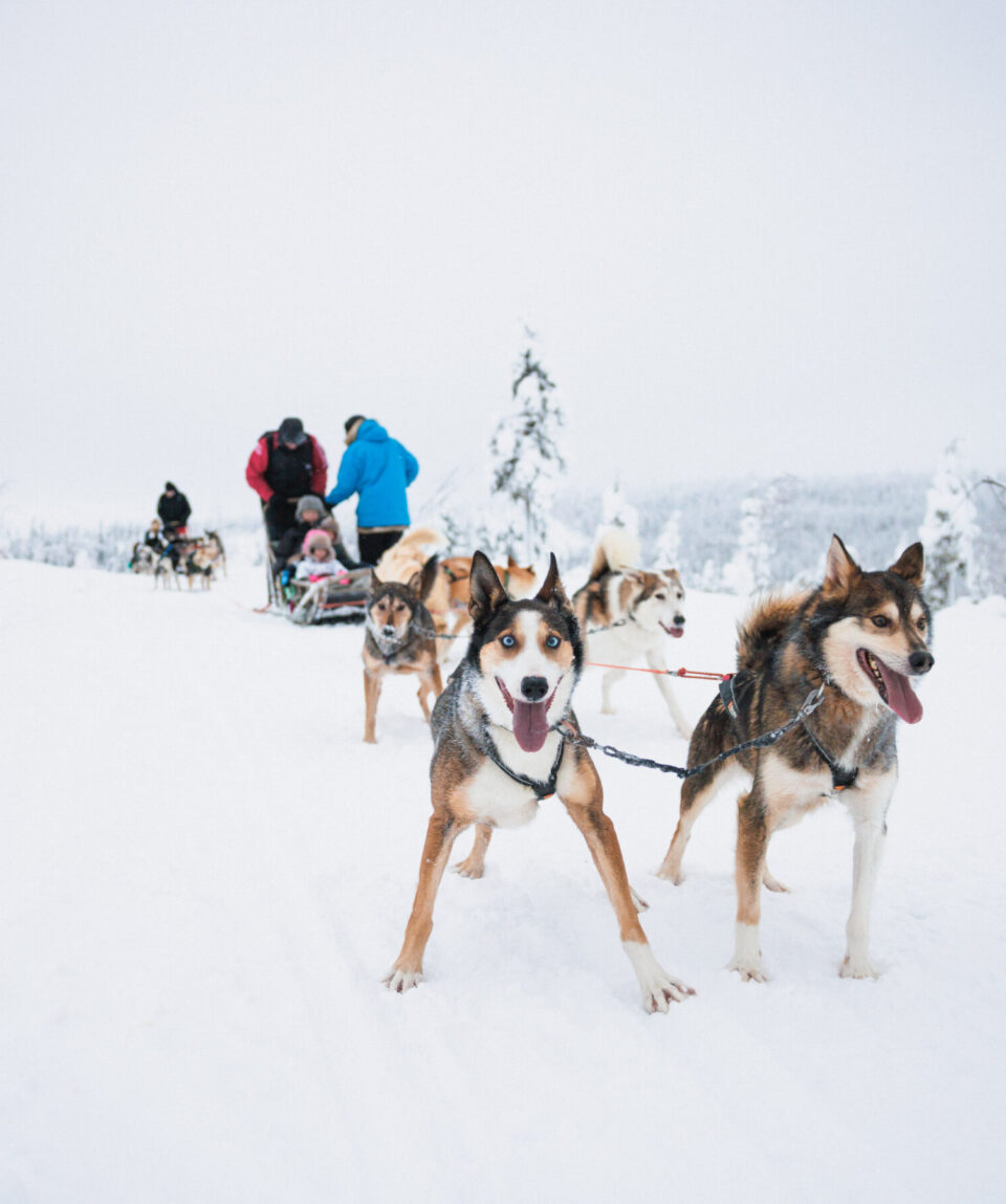 Husky-Long-Trail-Safari-2