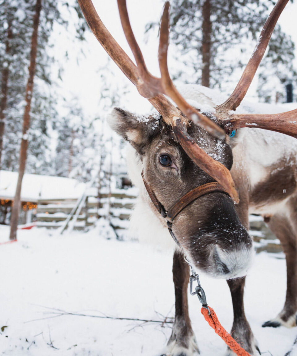 Husky-Reindeer-Farm1