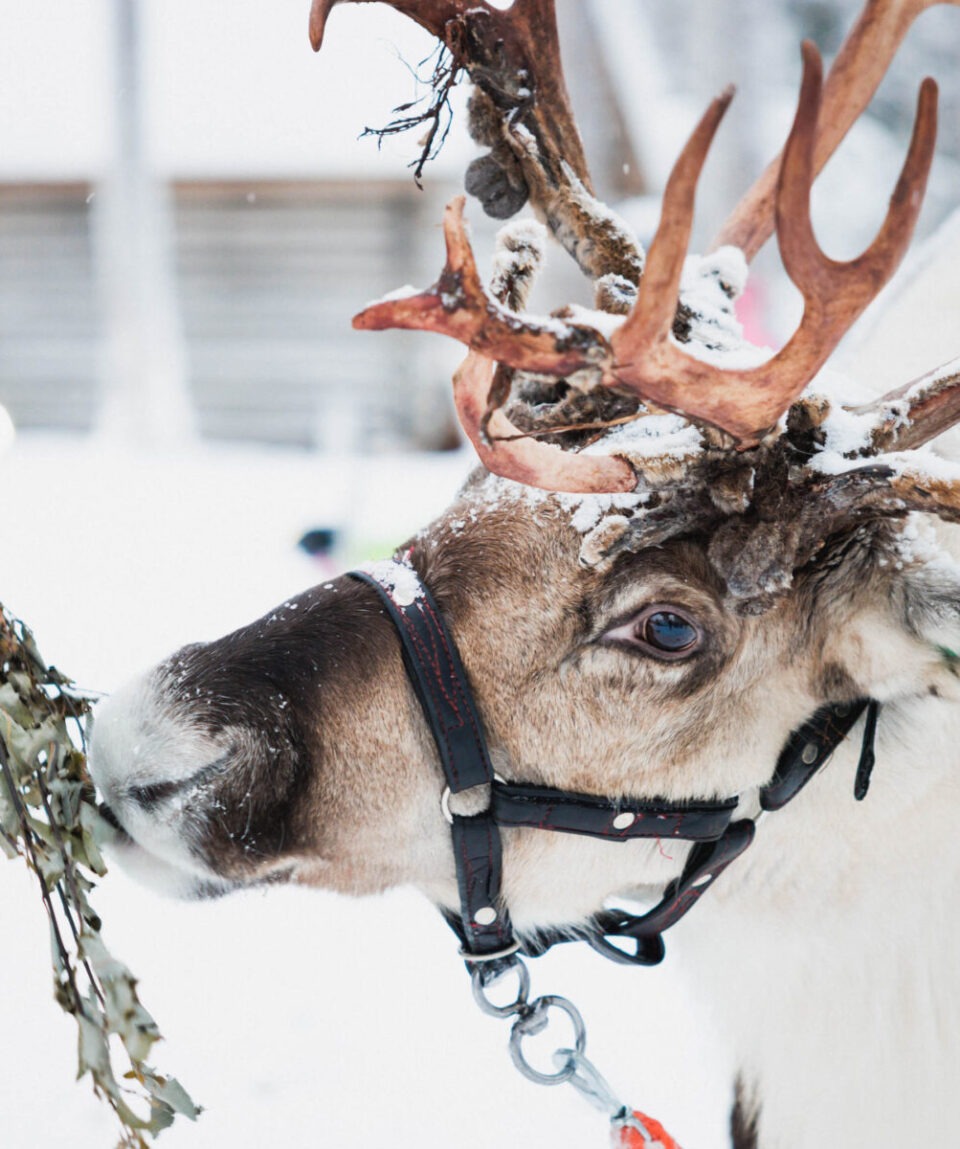 Husky-Reindeer-Farm2