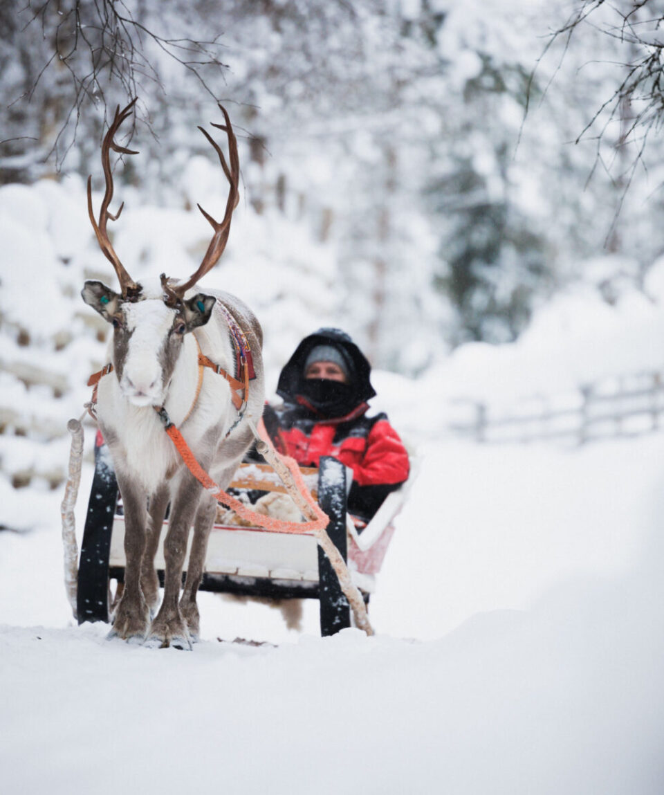 Husky-Reindeer-Farm4