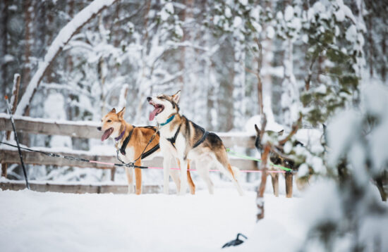 Husky and Reindeer Experience in Rovaniemi, Husky tour, Rovaniemi, Husky safari, Husky ride, Husky Sleigh ride, levi, lapland