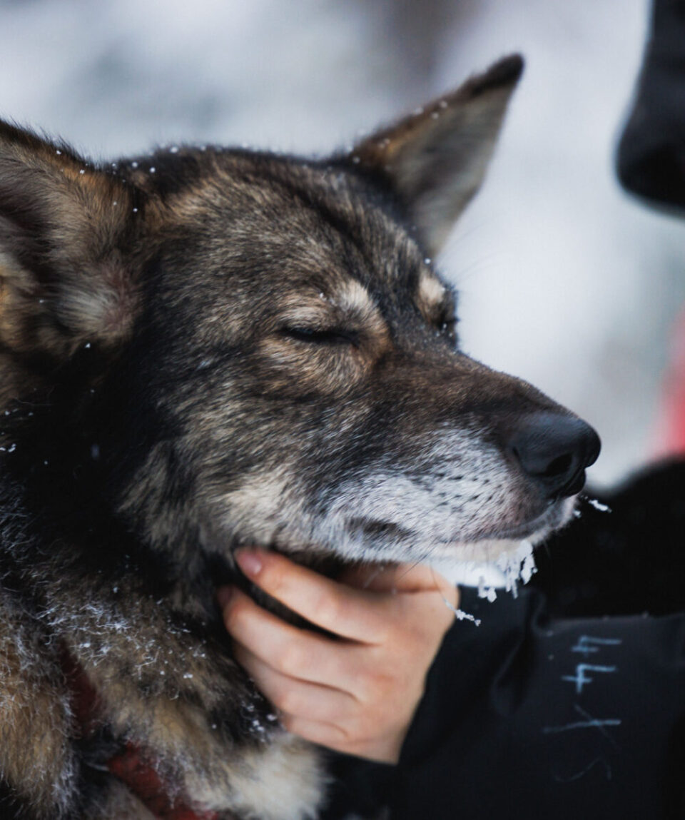 Husky-Reindeer-Farm8