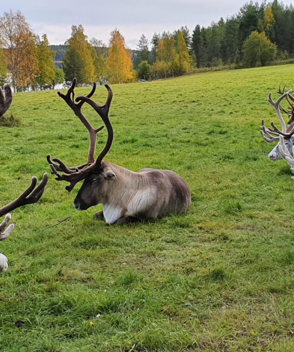 IMG-20190921-WA0000 (1)