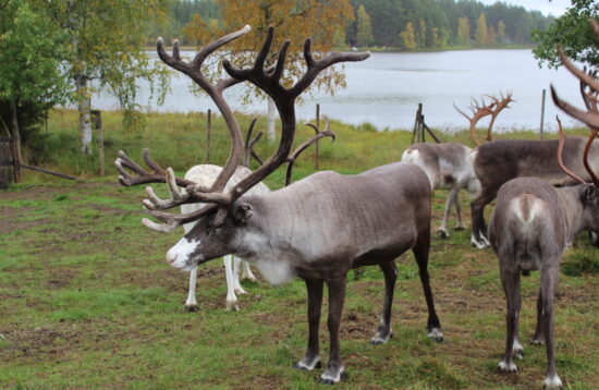 Lapland reindeer safari, Rovaniemi reindeer ride, Levi reindeer safari, reindeer sleigh ride Lapland, Arctic Circle reindeer experience, northern lights reindeer tour, Sámi reindeer culture, Finland reindeer ride, Lapland winter activities, family reindeer safari, authentic Lapland reindeer tour, Arctic reindeer sleigh adventure, Levi Lapland winter safari, Rovaniemi Arctic reindeer ride, Lapland holiday reindeer experience