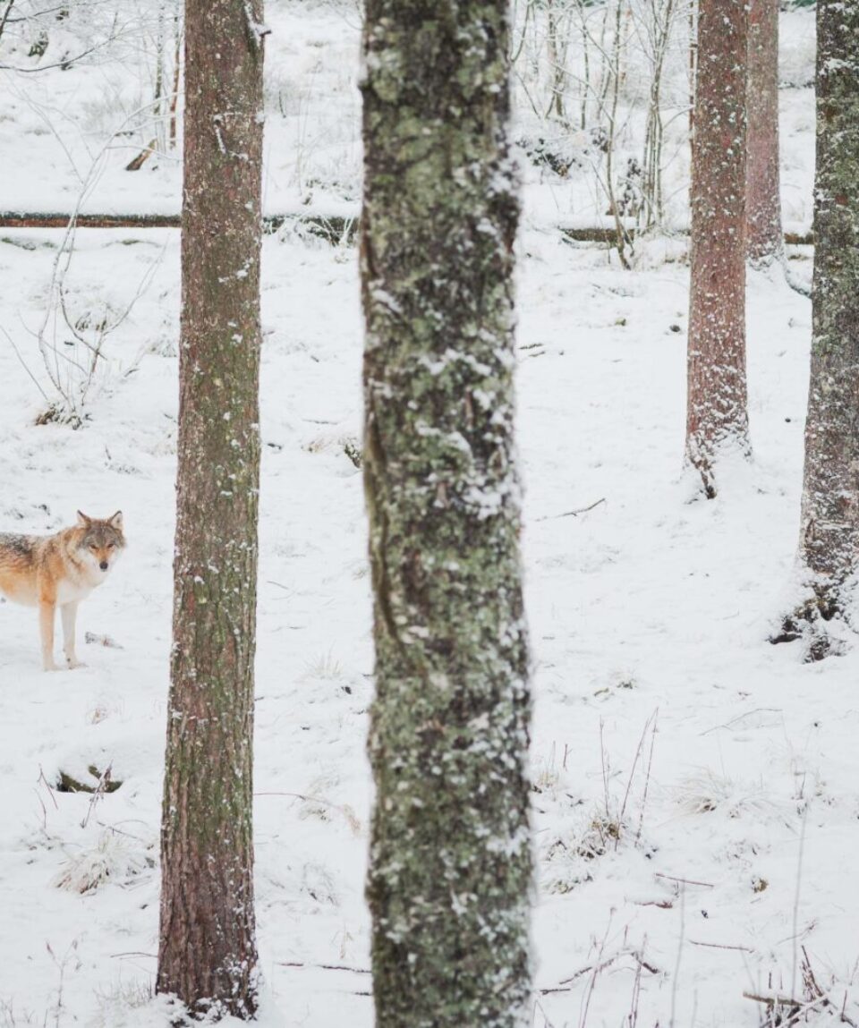 Ranua-Wildlife-Park5