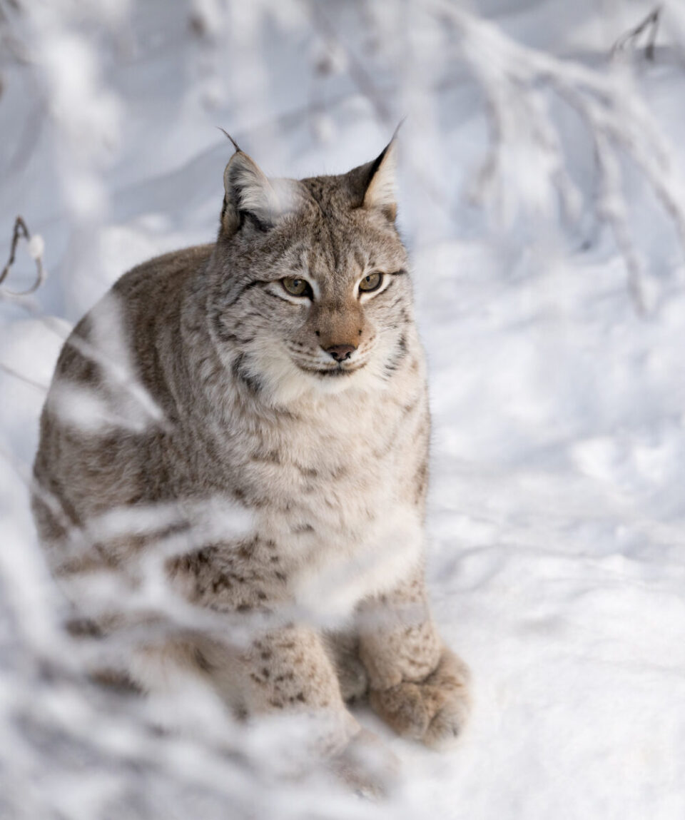 Ranua-Wildlife-Park6