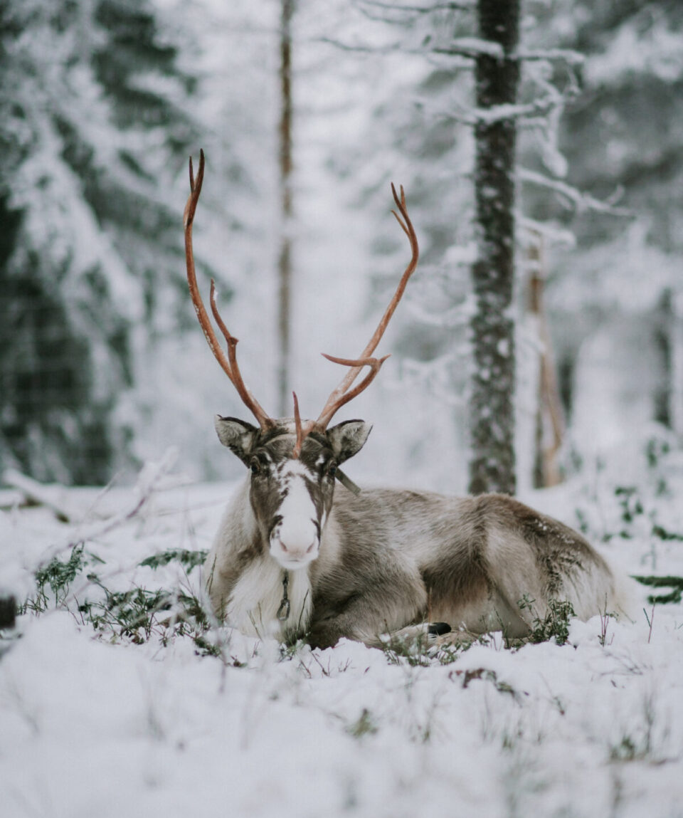 Reindeer Husbandry Experience1