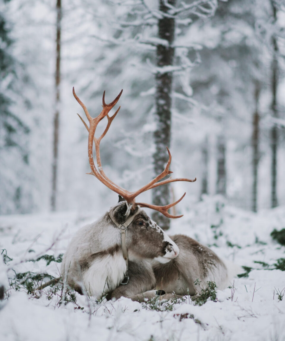 Reindeer Husbandry Experience2