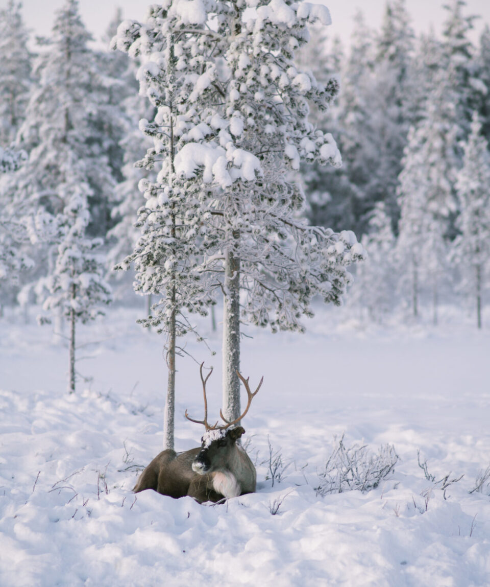 Reindeer Husbandry Experience3