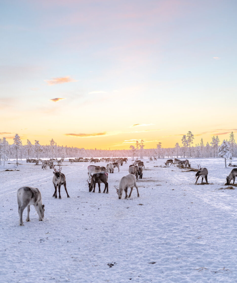Reindeer Husbandry Experience5