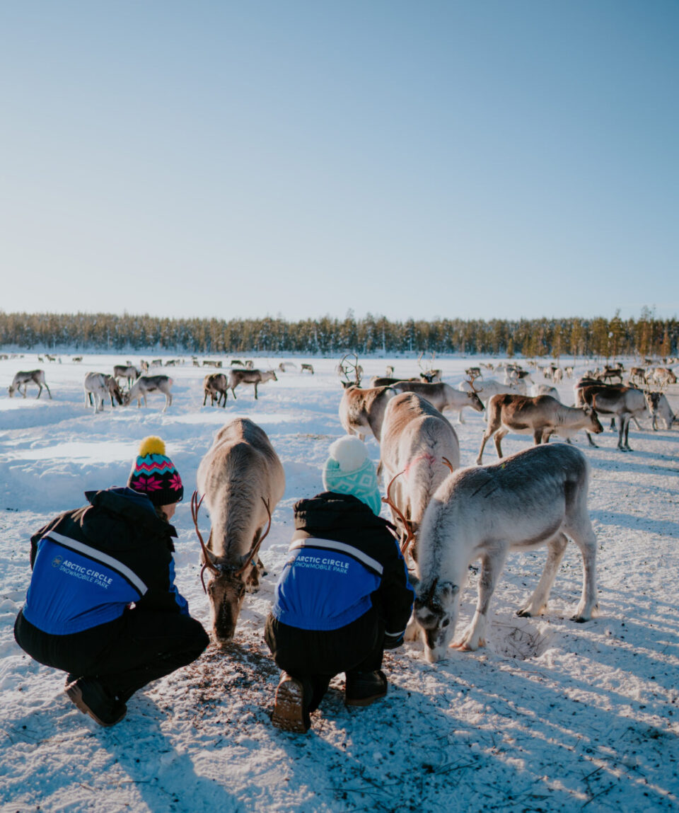 Reindeer Husbandry Experience6