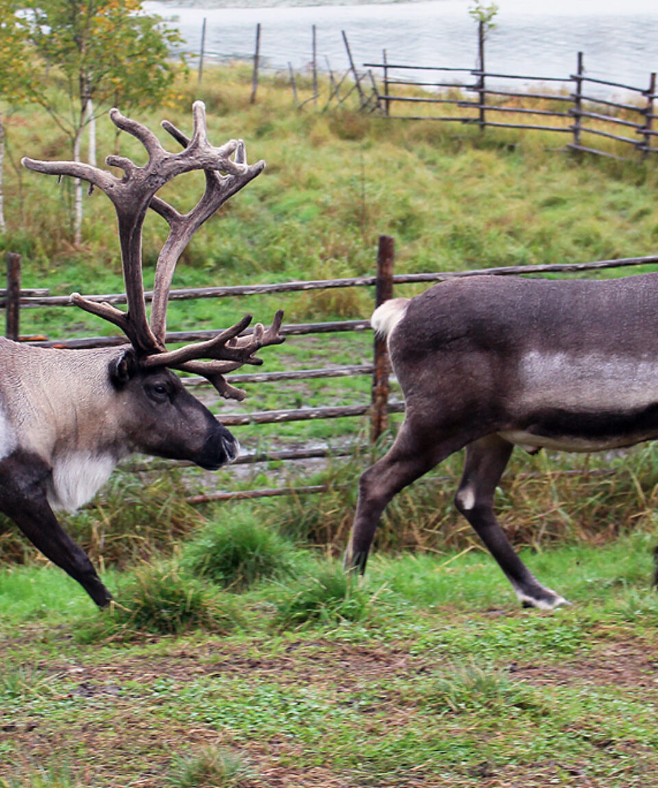 reindeer_farm
