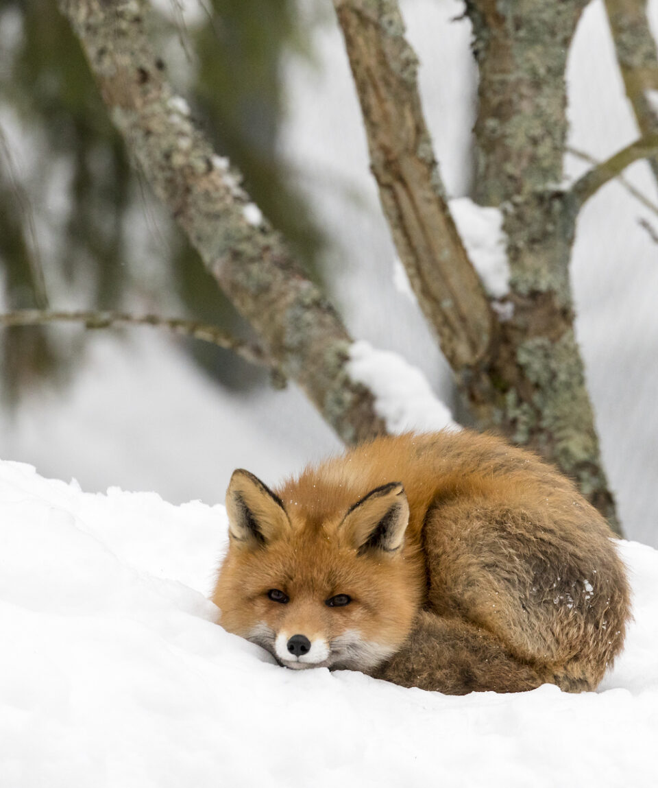 Rovaniemi Two days Adventure Package