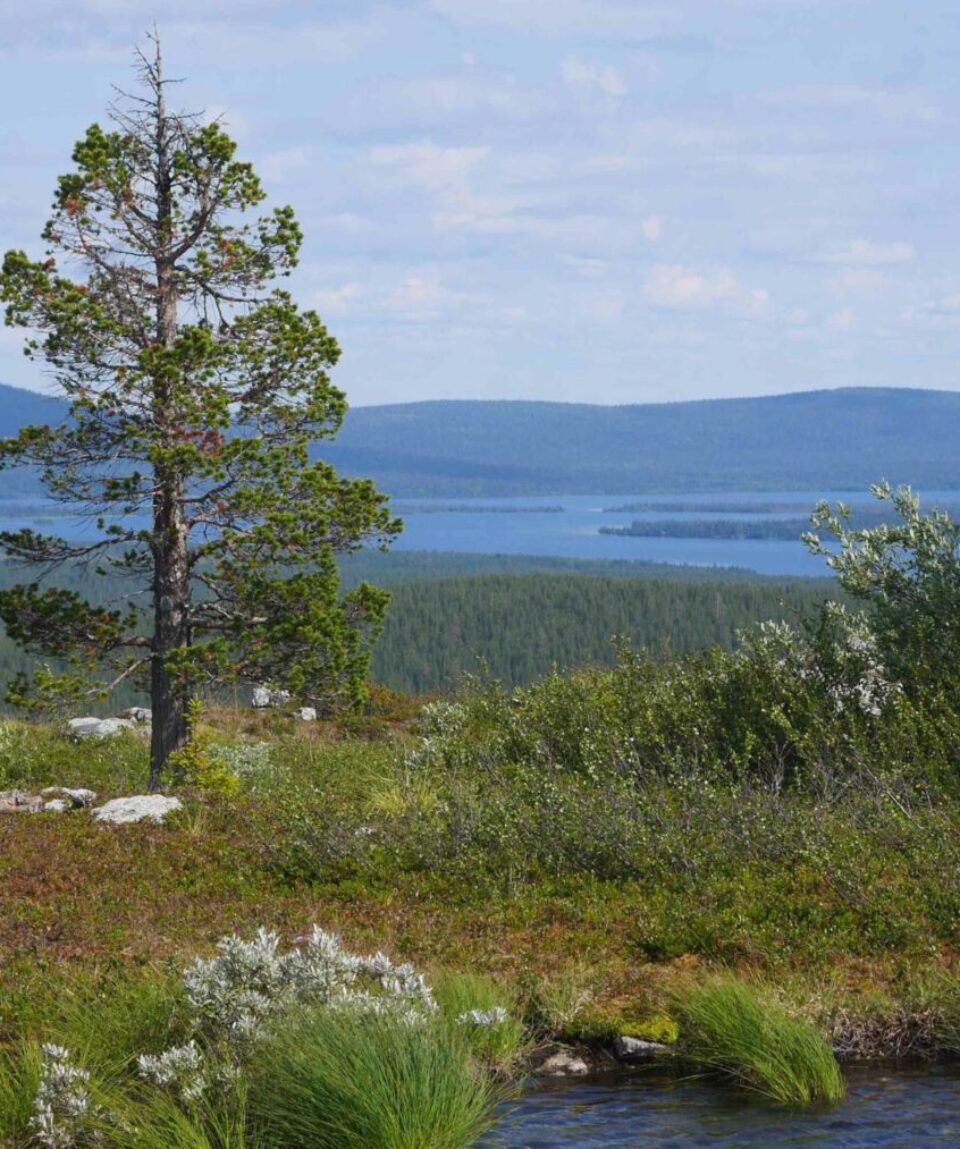 Särkitunturi Hiking Tour in Levi4