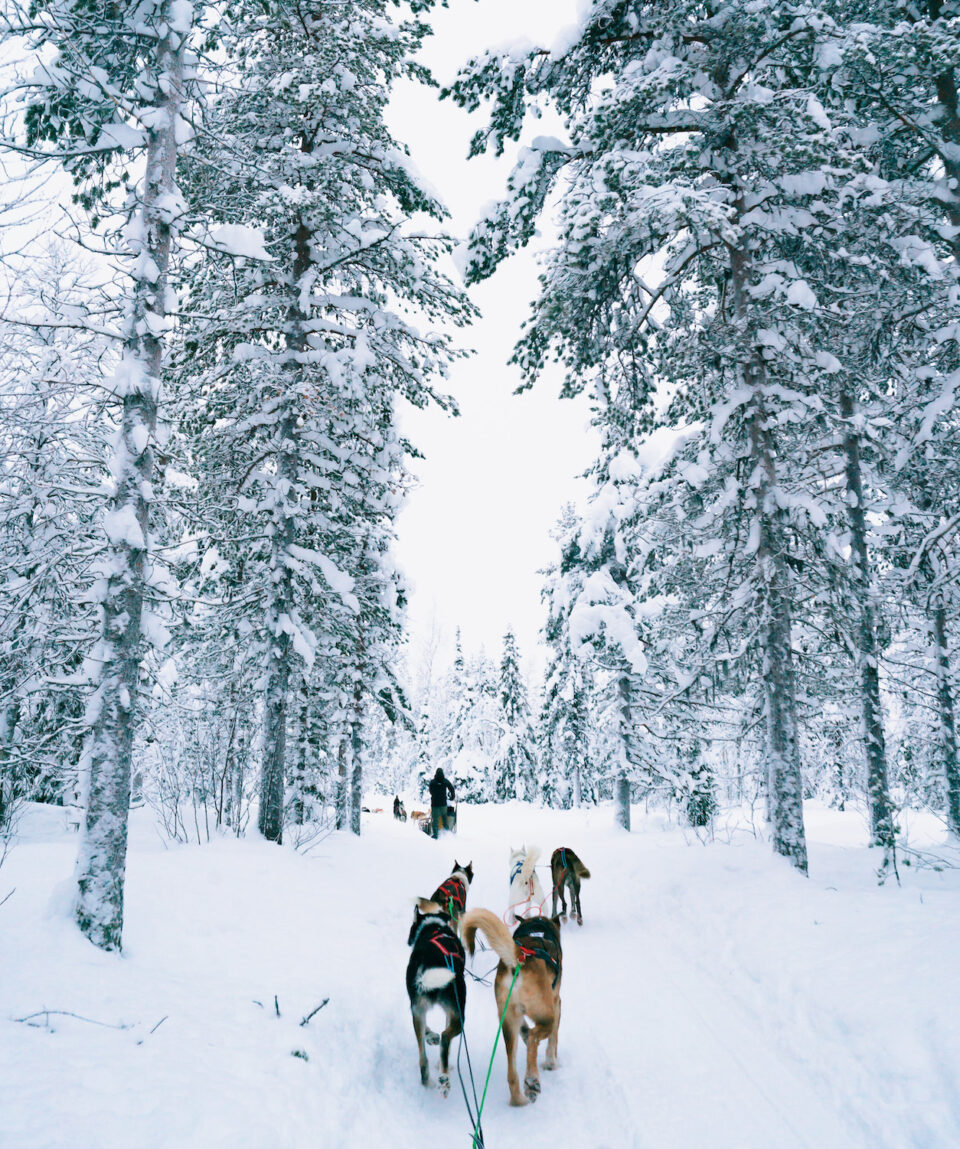 Self-Driving Husky Sledging Tour1