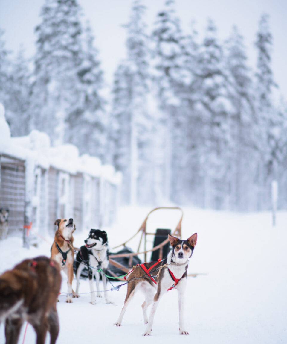 Self-Driving Husky Sledging Tour3