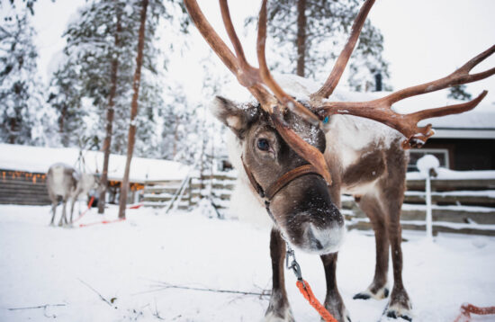 Snowmobile Safari to Reindeer Farm