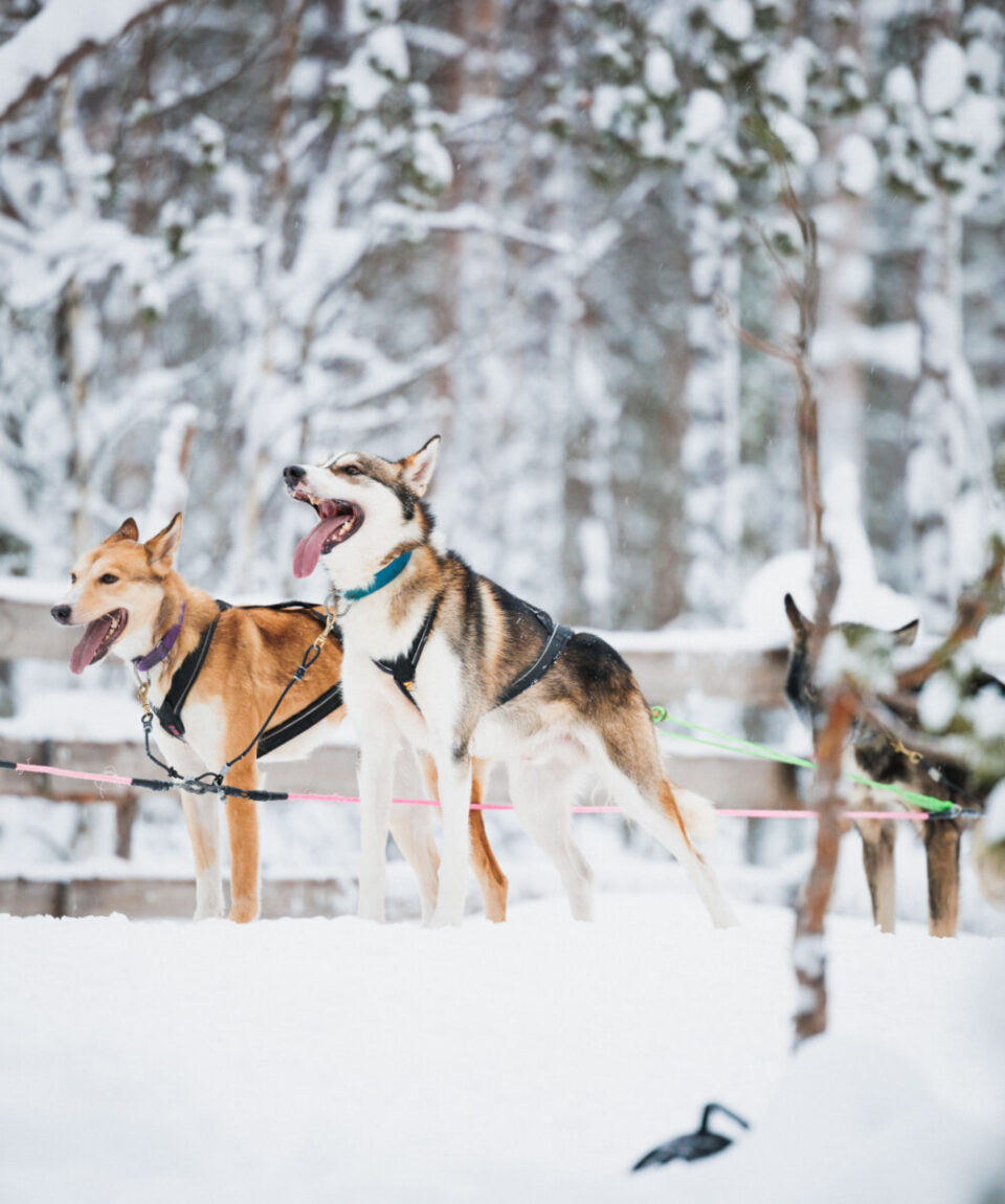 Snowmobile-Reindeer-Husky-Farm-5