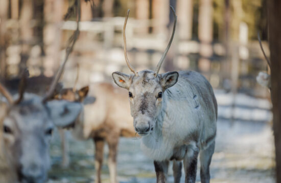 Reindeer-Farm-Rovaniemi