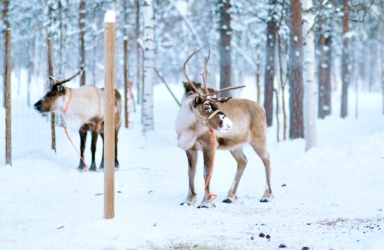 Traditional Reindeer Farm Visit