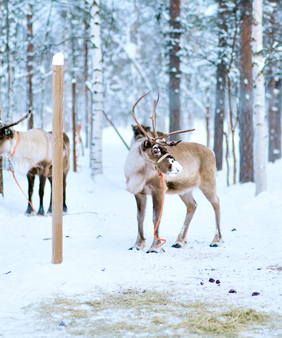 Traditional Reindeer Farm Visit3 2