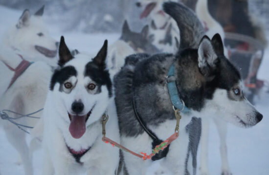 Husky tour, Rovaniemi, Husky safari, Husky ride, Husky Sleigh ride, levi, lapland