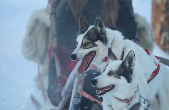 Husky tour, Rovaniemi, Husky safari, Husky ride, Husky Sleigh ride, levi, lapland