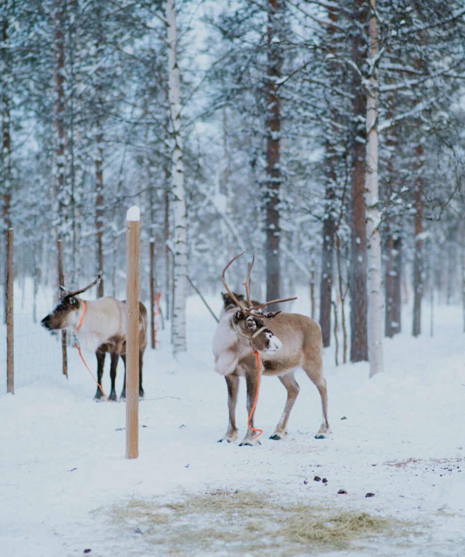 Winter Highlights by Snowmobile 7